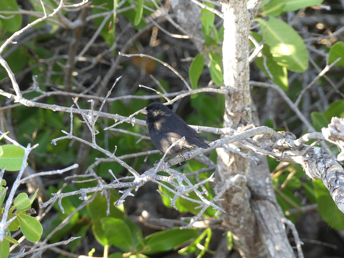 Small Ground-Finch - ML393510791