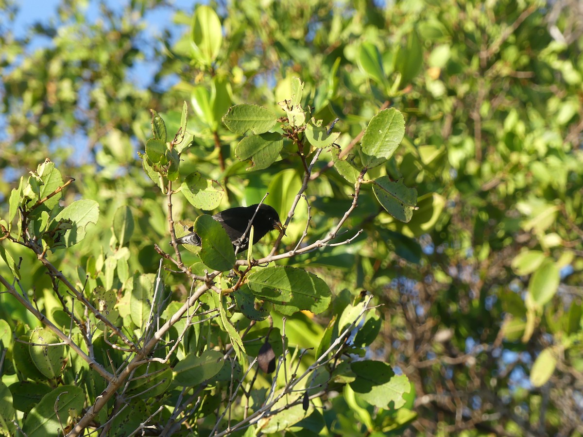Small Ground-Finch - ML393510801