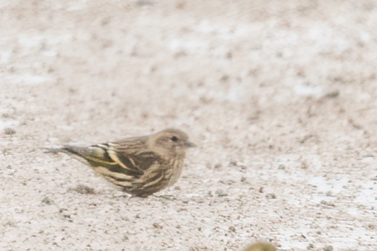 Pine Siskin - ML393511871