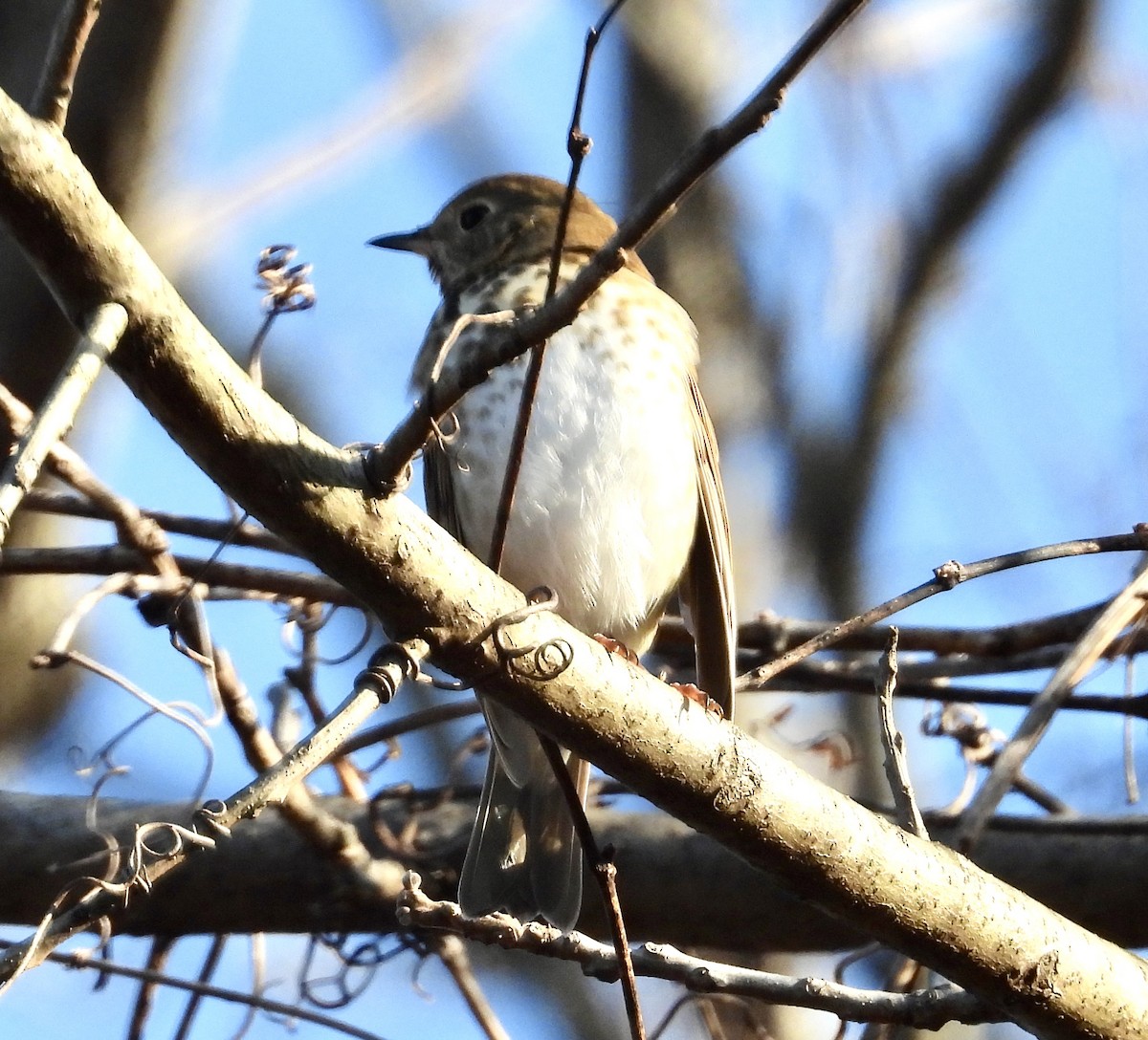 Hermit Thrush - ML393512191