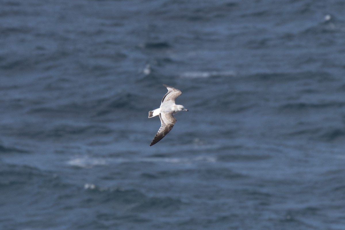 Common Gull - ML393512221