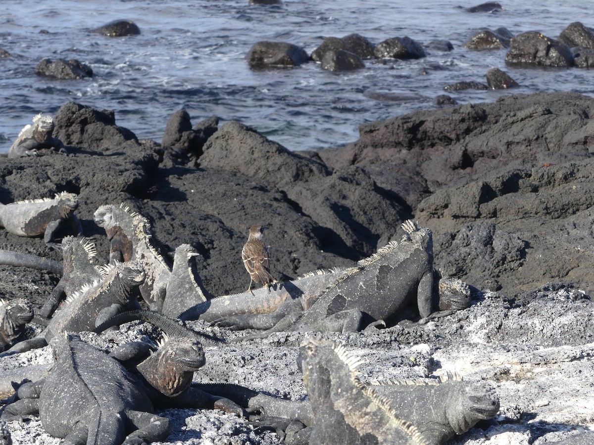 Galapagos Mockingbird - ML393512231