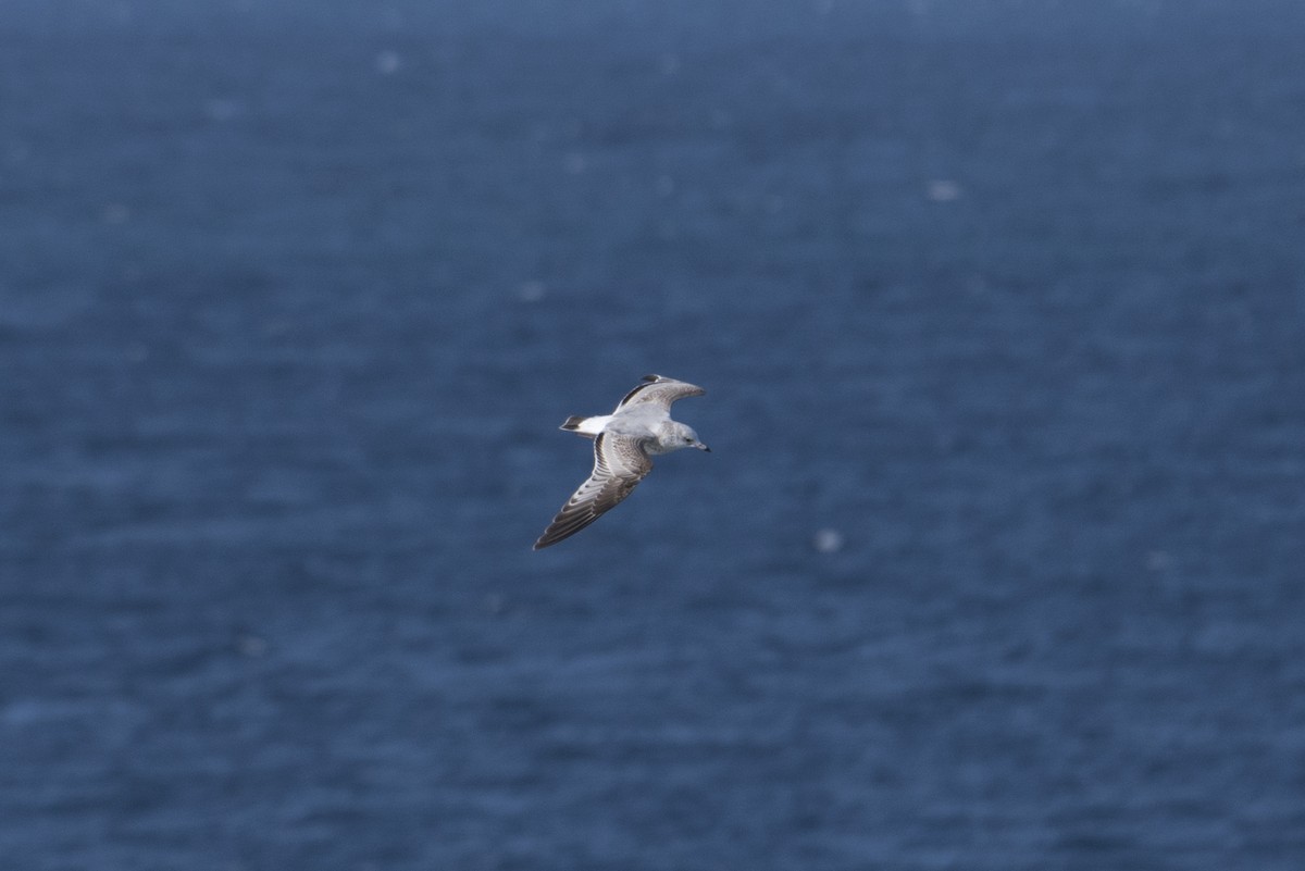 Common Gull - ML393512241