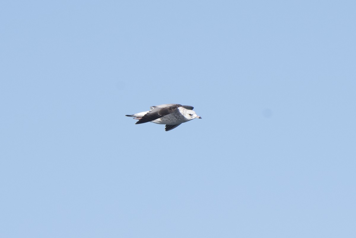 Common Gull - ML393512281