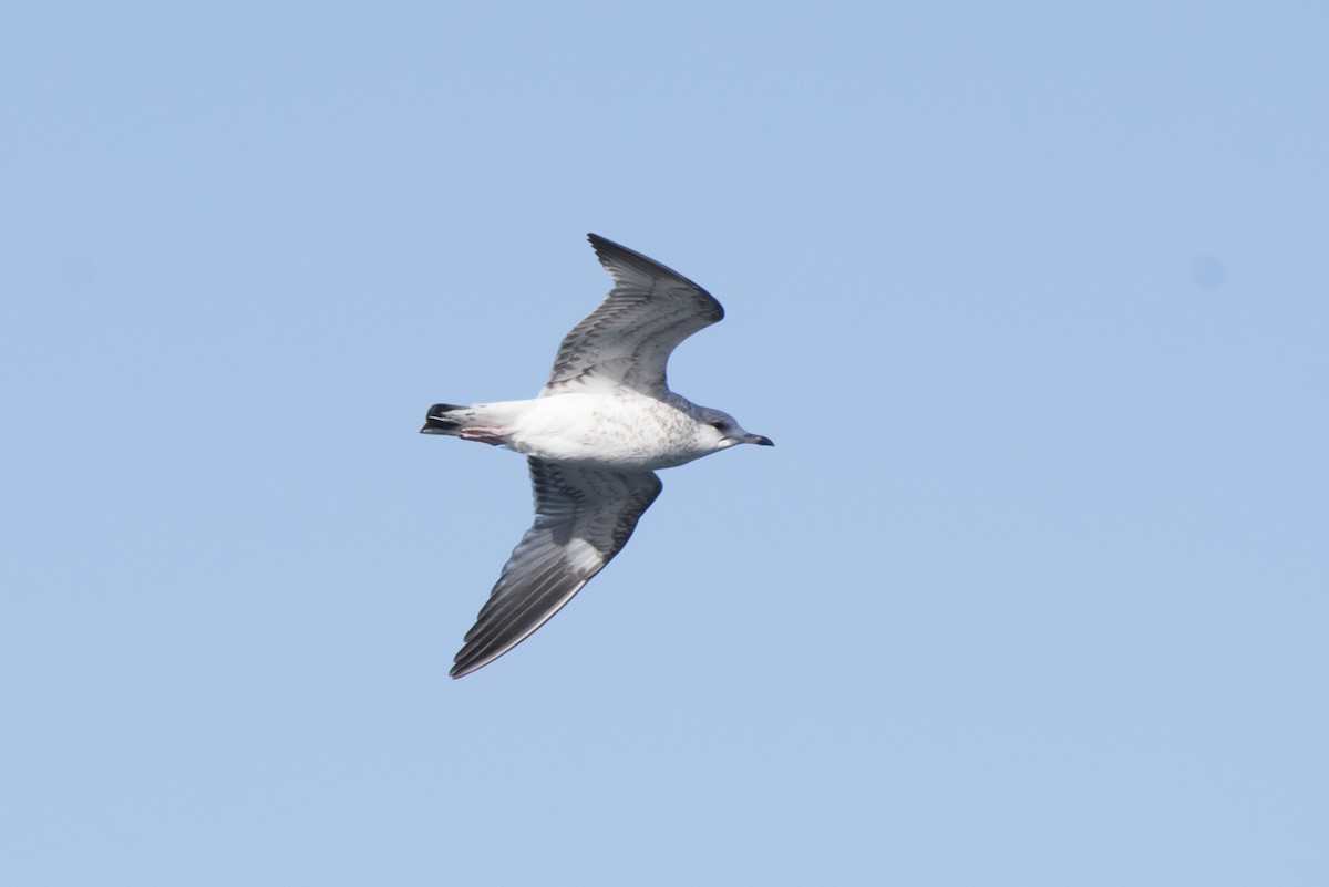 Common Gull - ML393512331