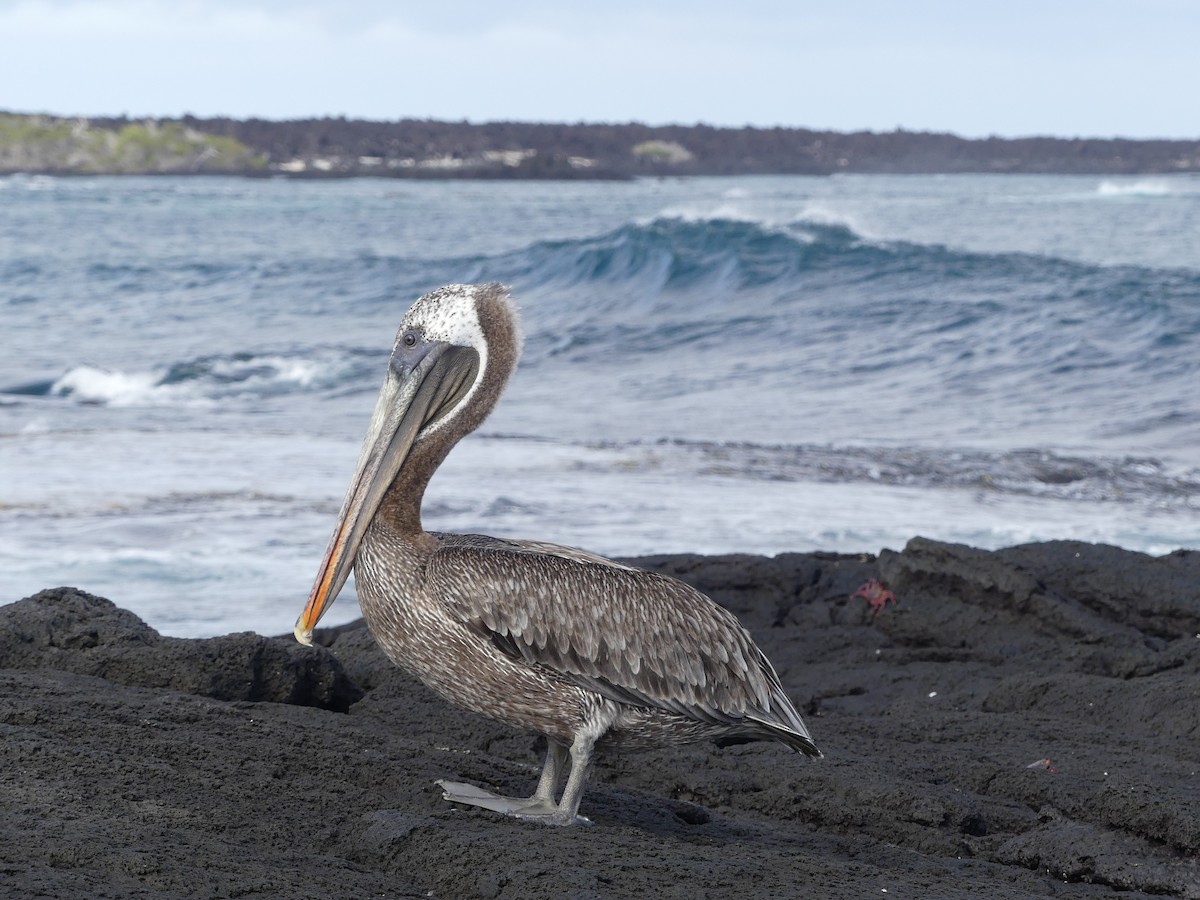 Brown Pelican - ML393512421