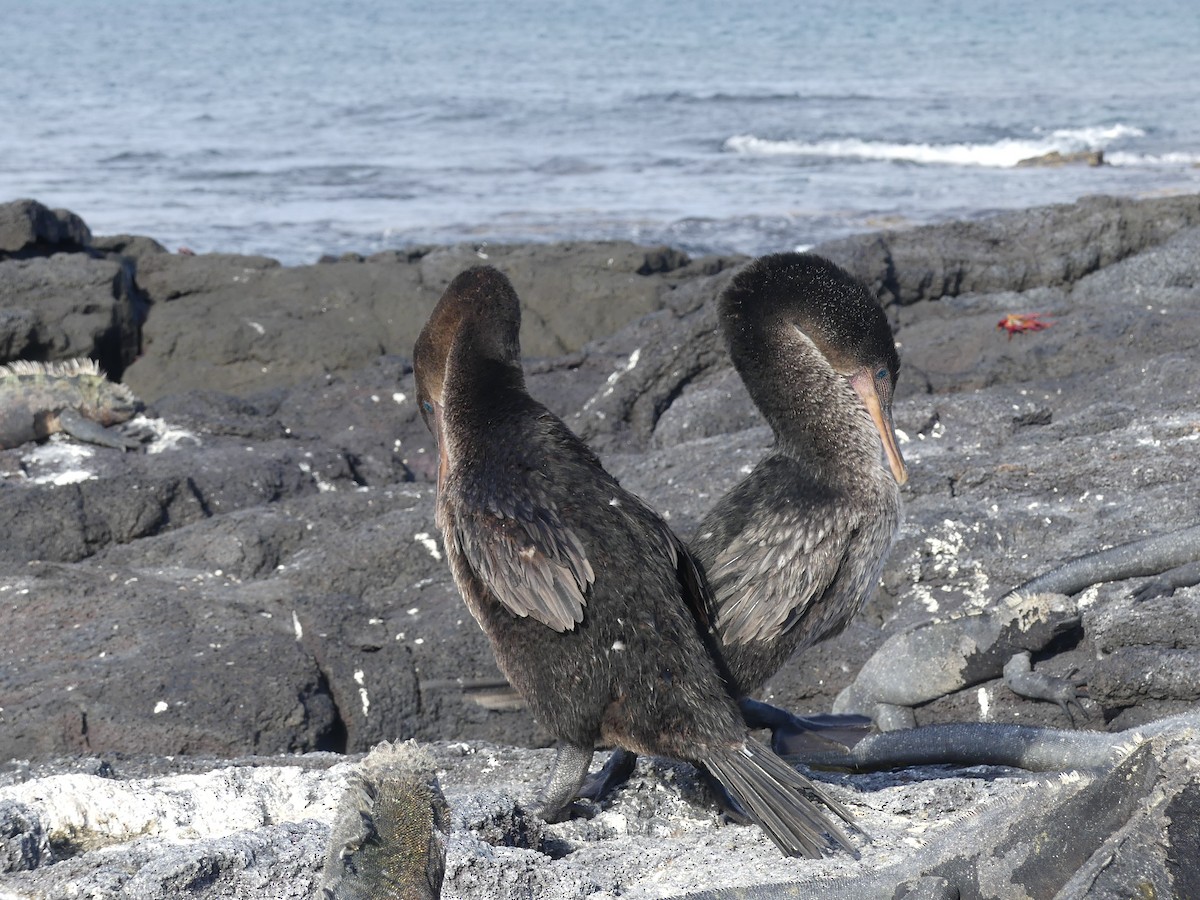Flightless Cormorant - ML393512571