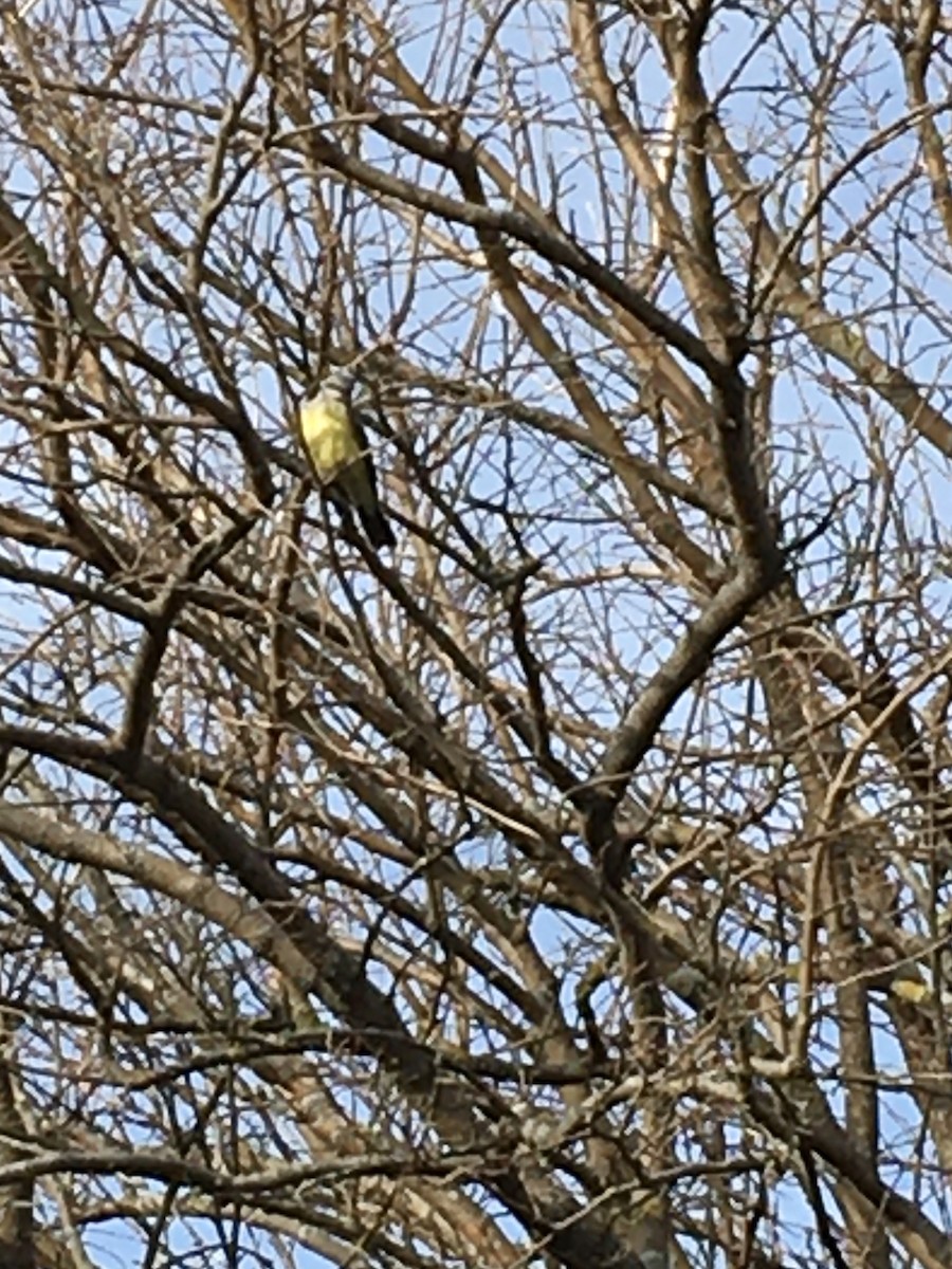 Western Kingbird - ML393513901