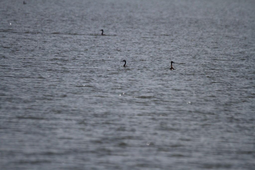 Great Grebe - John Pike