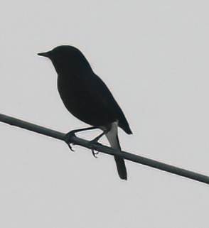 Pied Bushchat - ML393515751