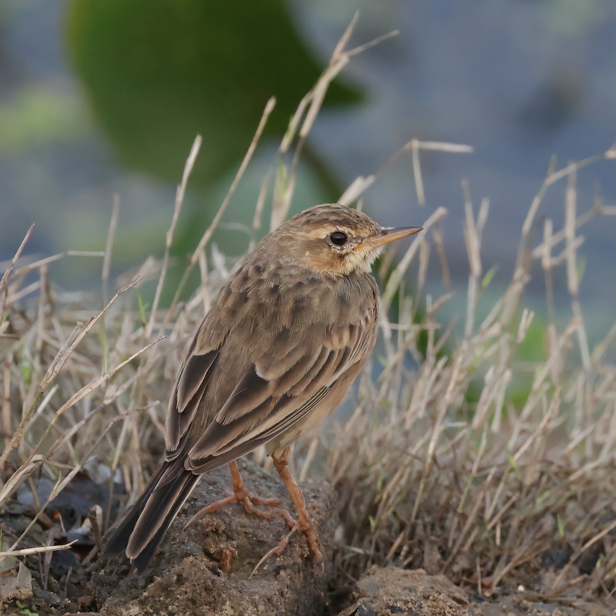 Paddyfield Pipit - ML393515841