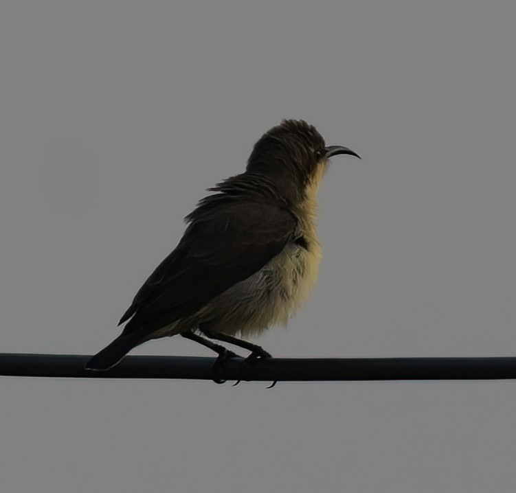 Purple-rumped Sunbird - ML393515941