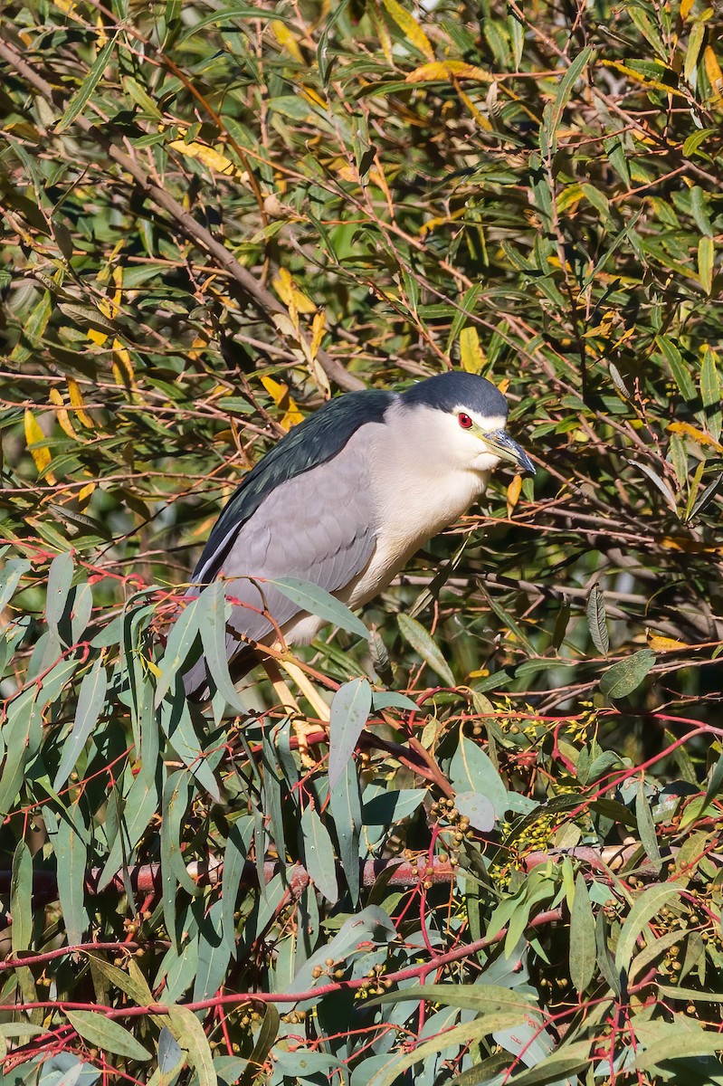 Black-crowned Night Heron - ML393516141