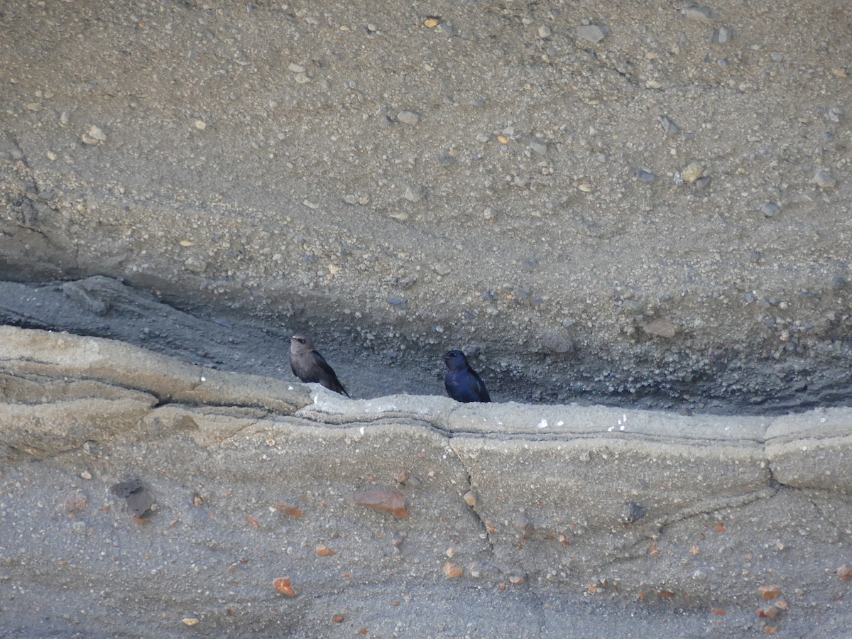 Galapagos Martin - ML393516201