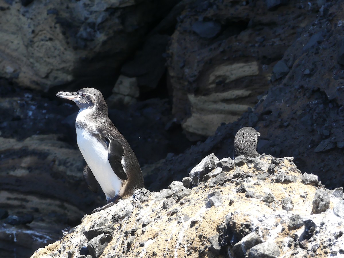 Galapagos Penguin - ML393516471