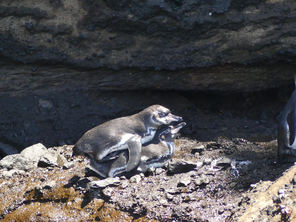 Galapagos Penguin - ML393516491