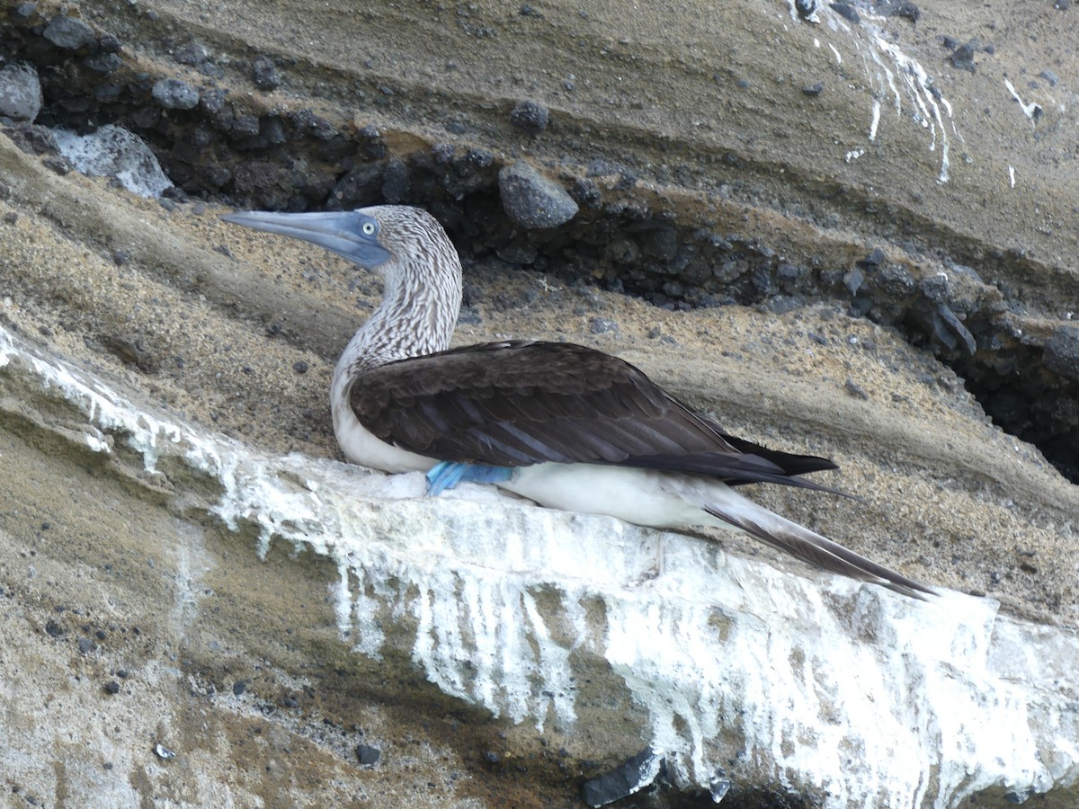 Blue-footed Booby - ML393516601