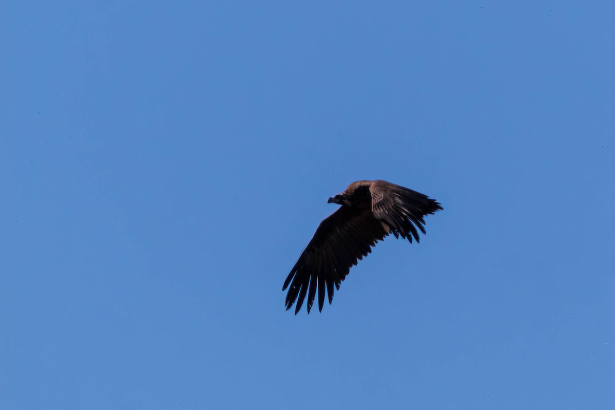 Cinereous Vulture - ML393516641