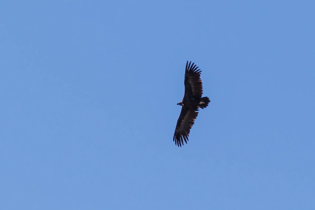 Cinereous Vulture - ML393516651