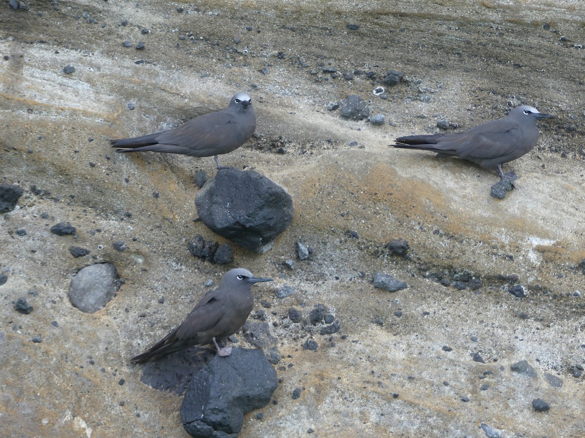 Brown Noddy - ML393516661