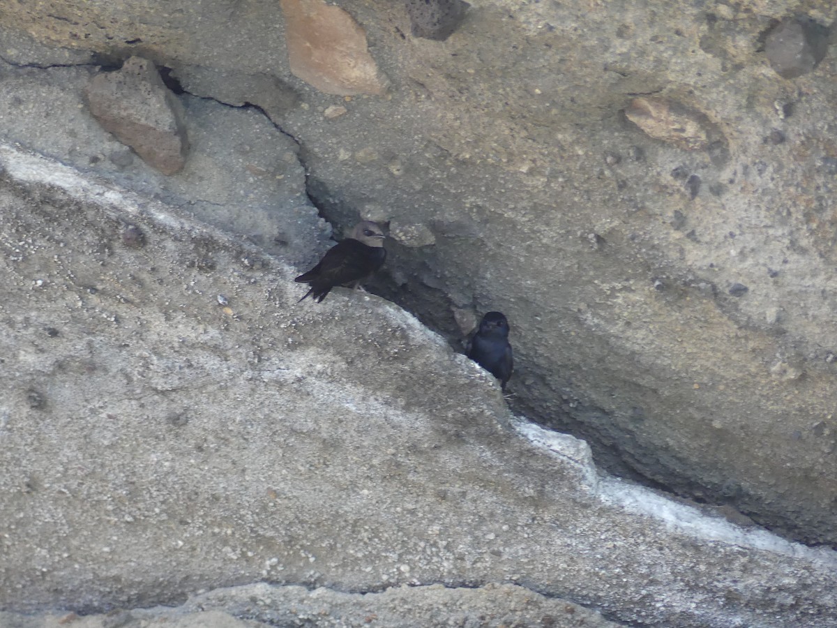 Galapagos Martin - ML393516791