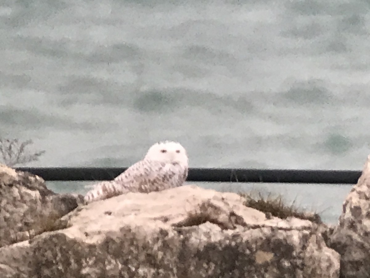 Snowy Owl - Andrew Stewart