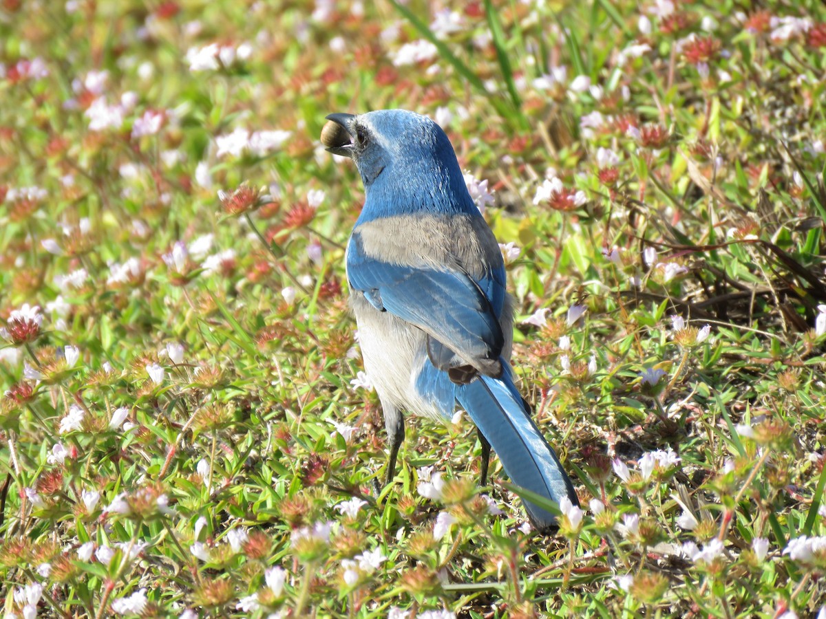 Florida Scrub-Jay - ML393517821