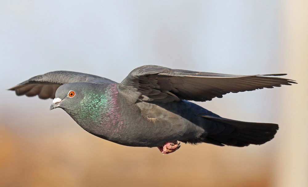 Rock Pigeon (Feral Pigeon) - ML393517981