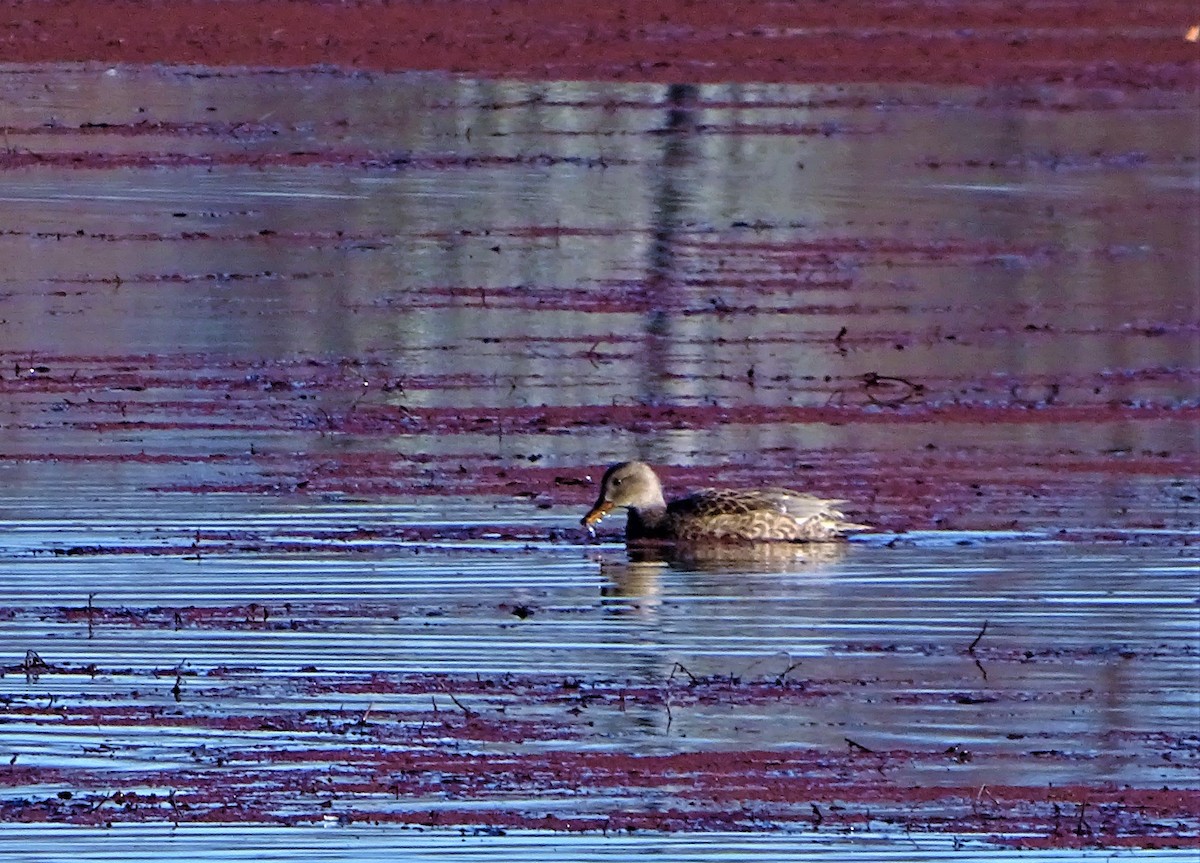 Gadwall - ML393519511