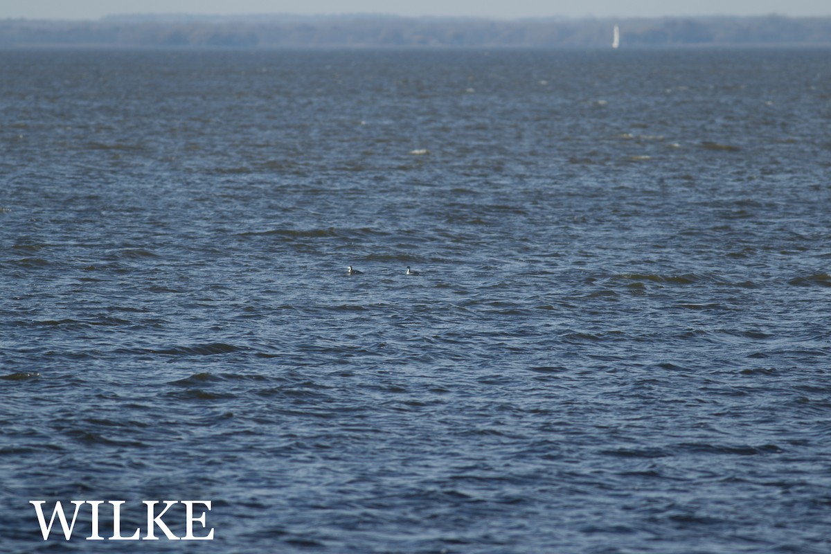 Horned Grebe - ML39352011