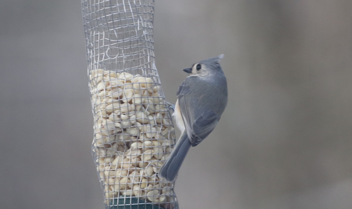 Tufted Titmouse - ML393523731