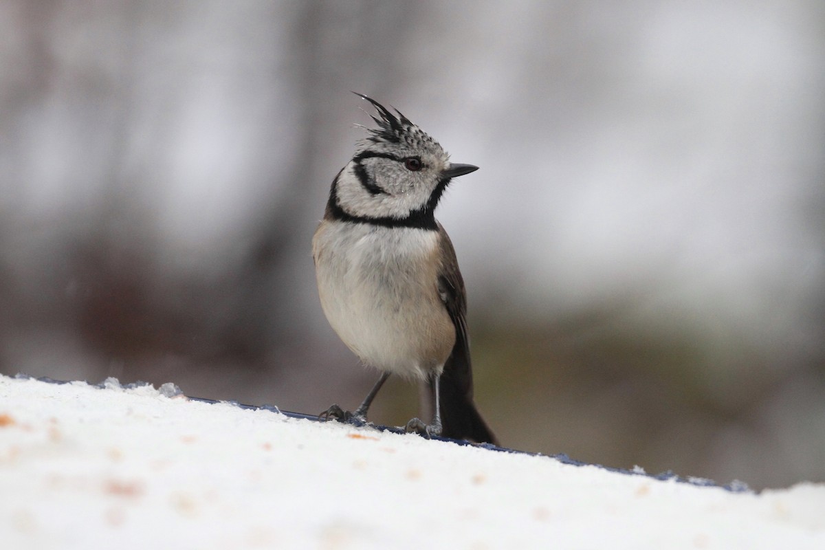 Crested Tit - ML393523951