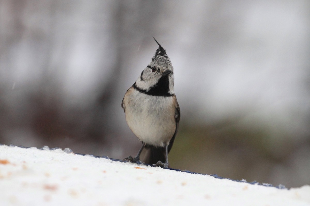 Crested Tit - ML393523961