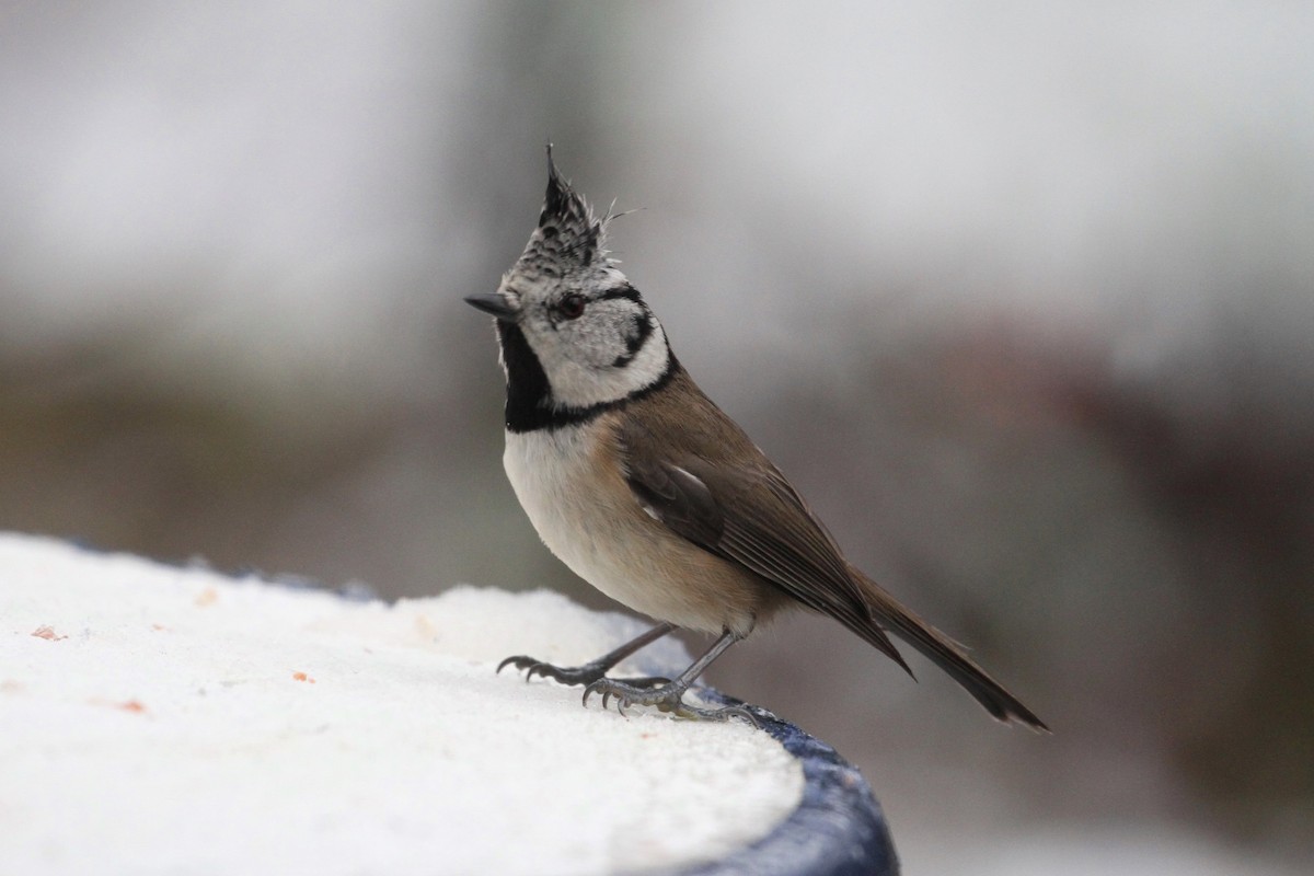 Crested Tit - ML393523971