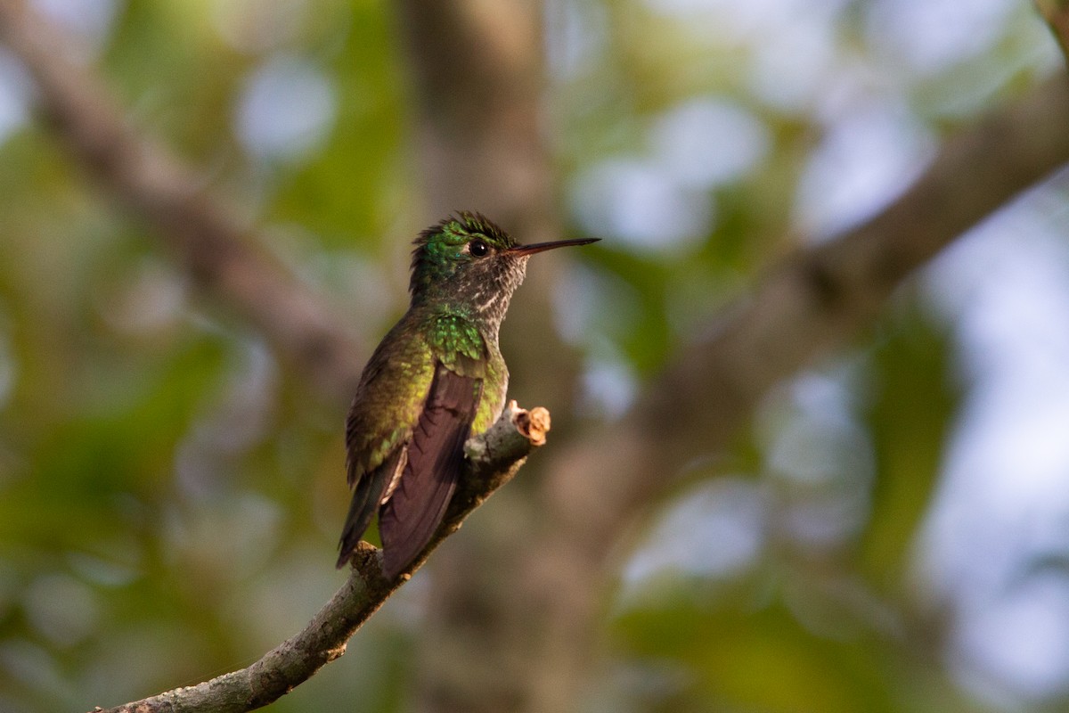 Amazilia Versicolor - ML393524291