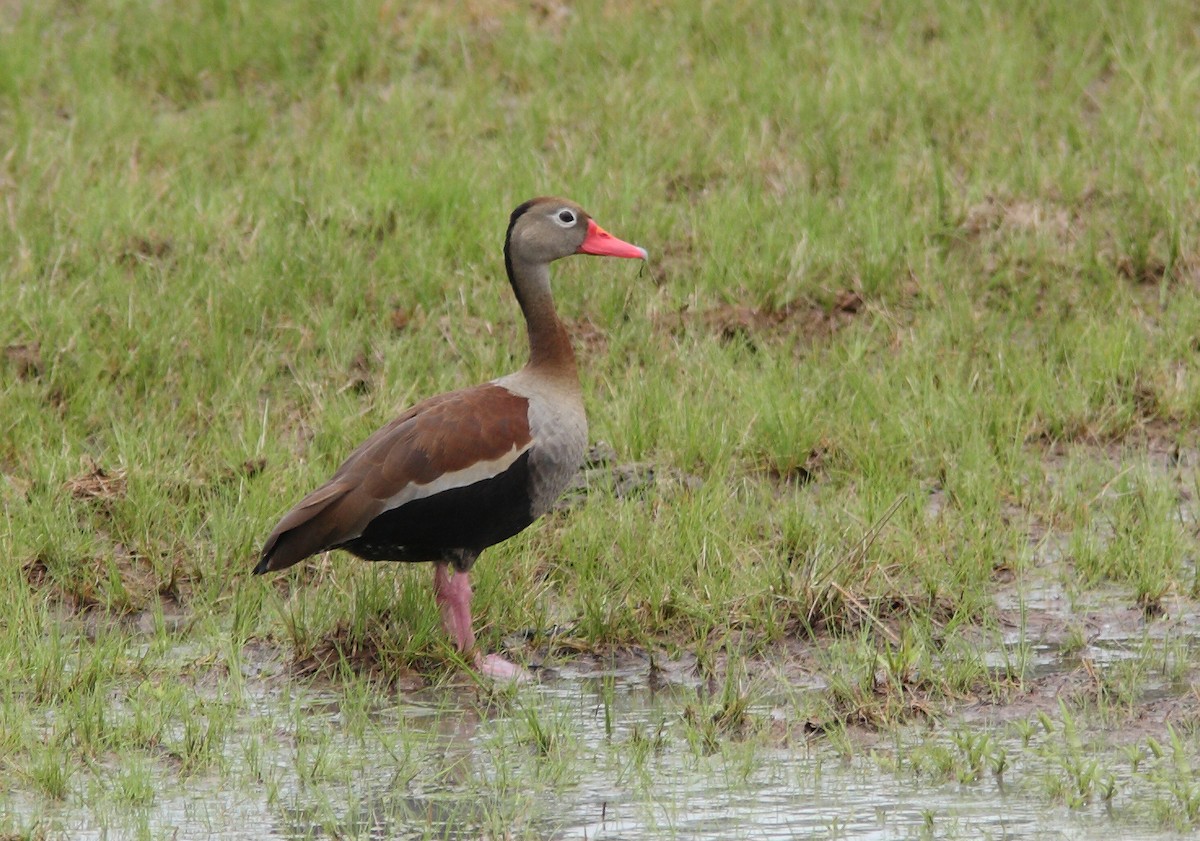 Black-bellied Whistling-Duck (autumnalis) - ML393524401