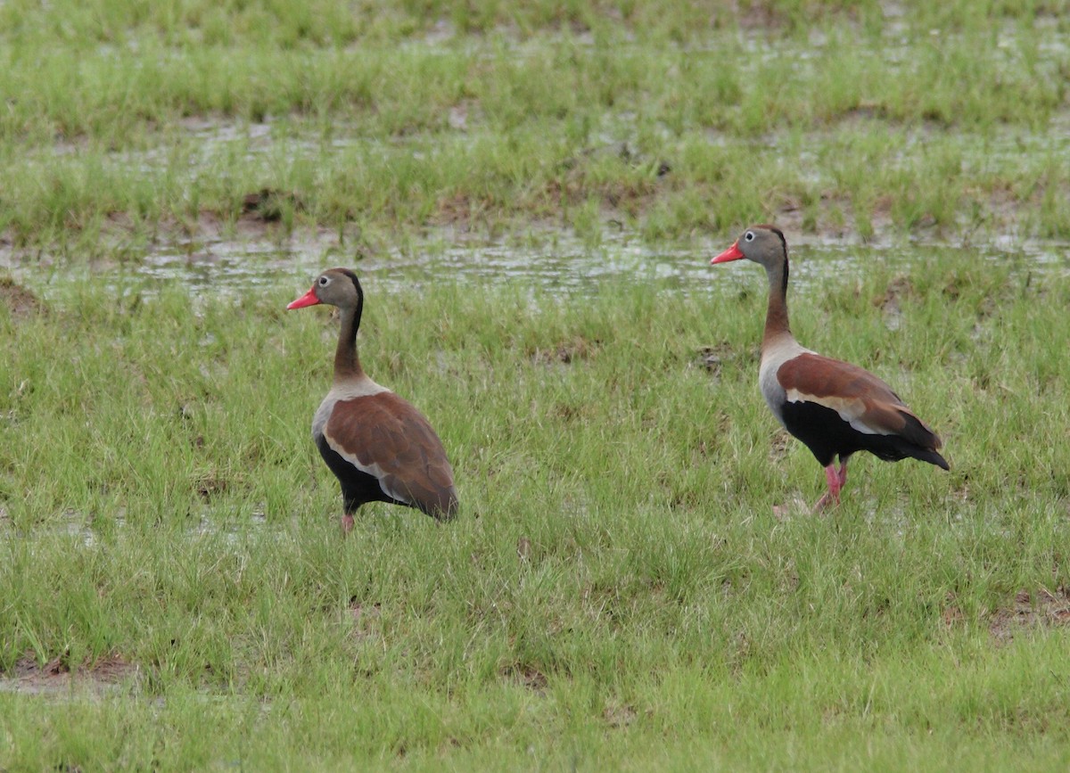 Black-bellied Whistling-Duck (autumnalis) - ML393524461
