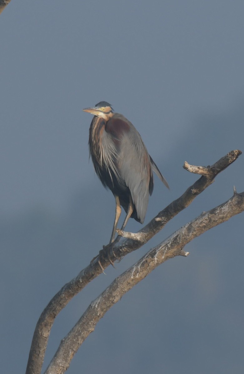 Purple Heron - Partha Saradhi Allam