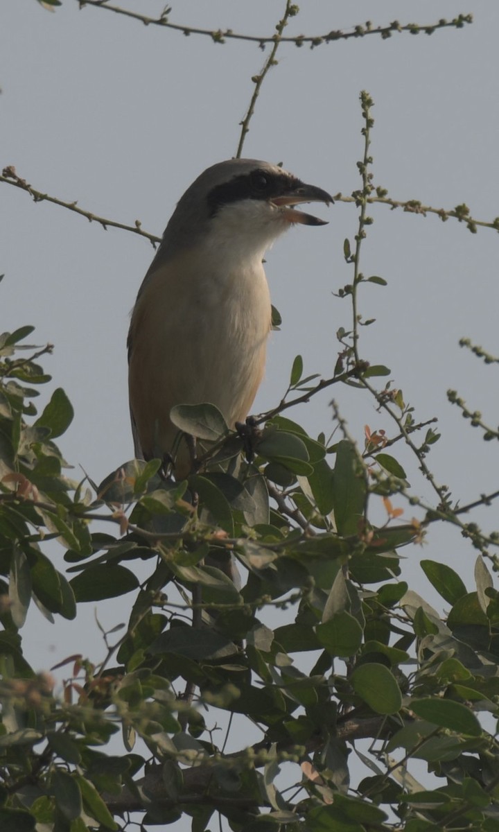 Long-tailed Shrike - ML393525421