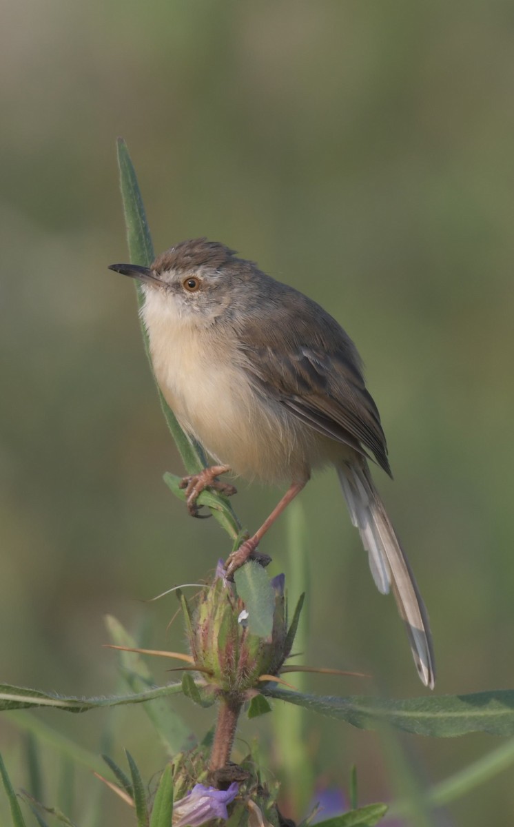 Plain Prinia - ML393525771