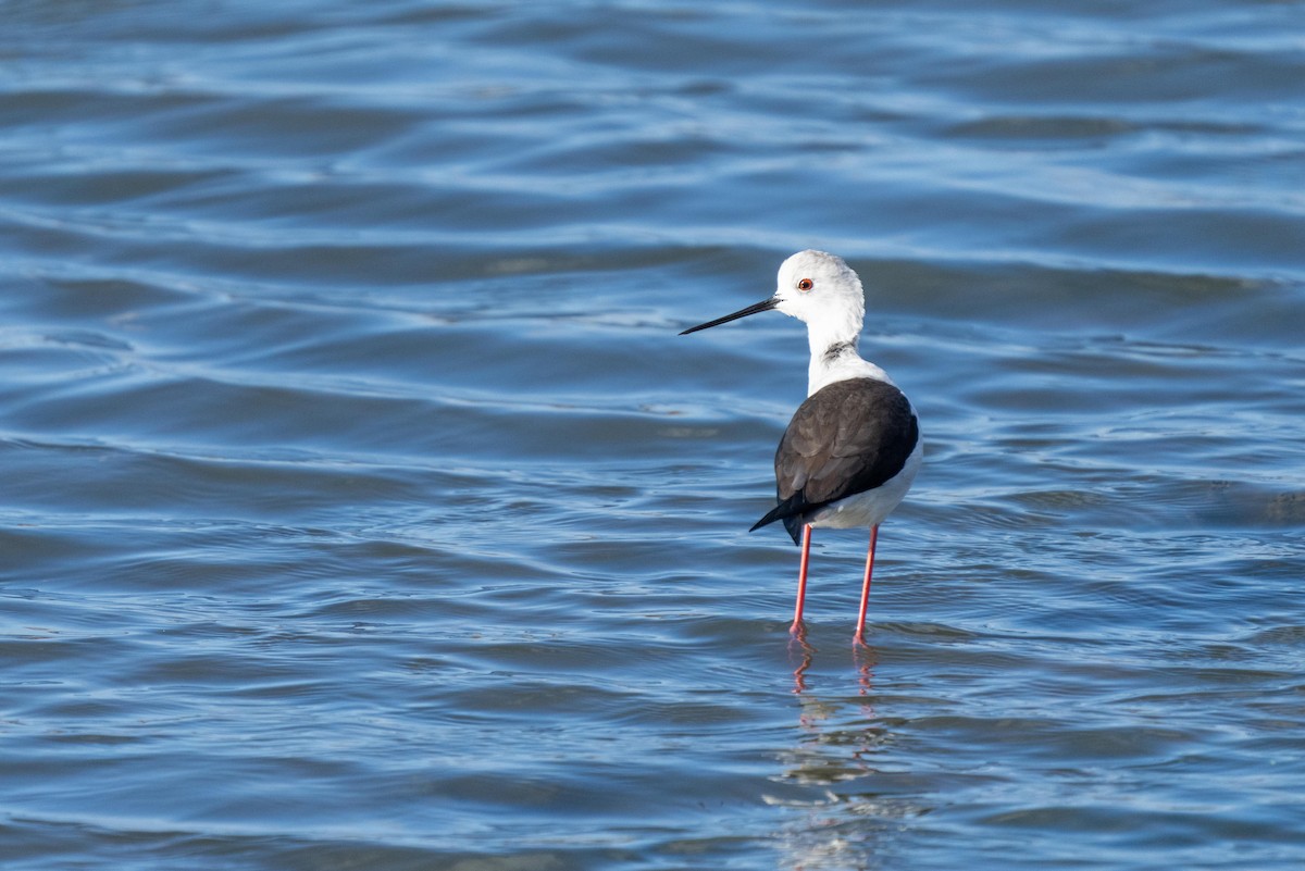 Black-winged Stilt - ML393526101