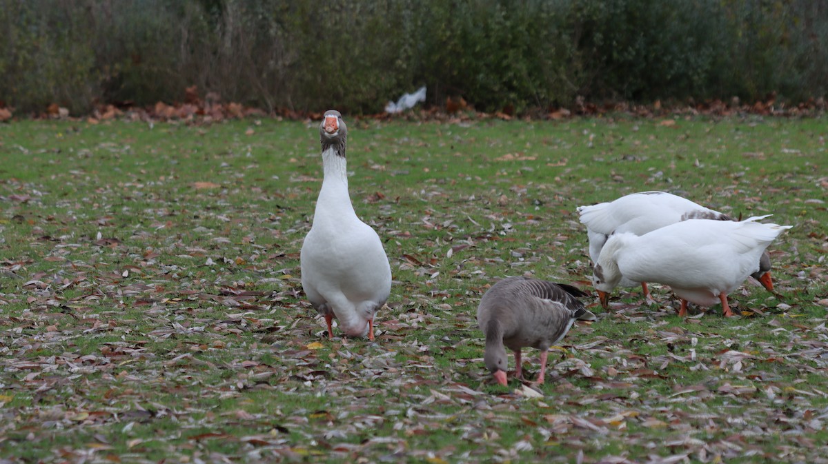 Graylag Goose (Domestic type) - ML393527791