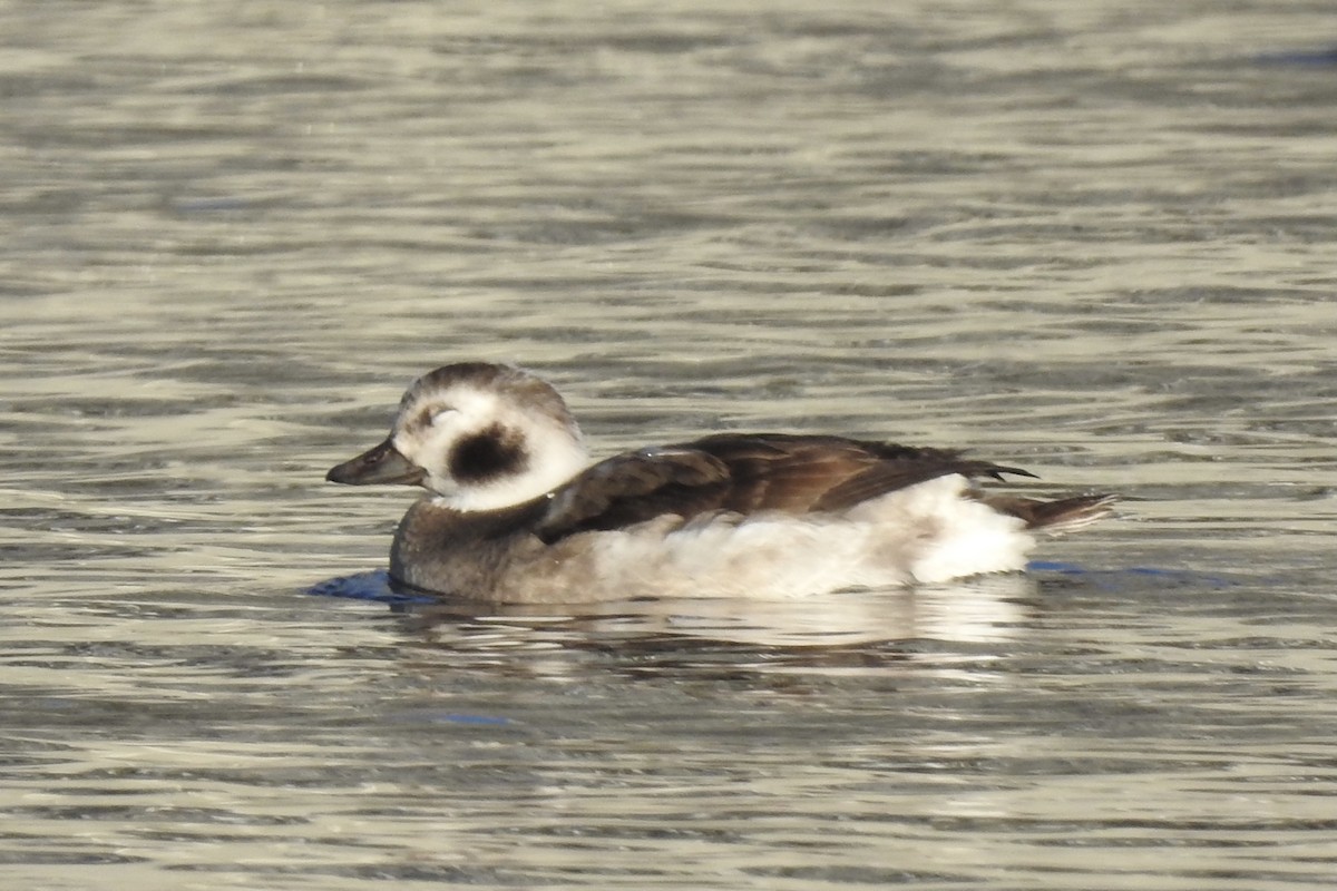 Long-tailed Duck - ML393528121