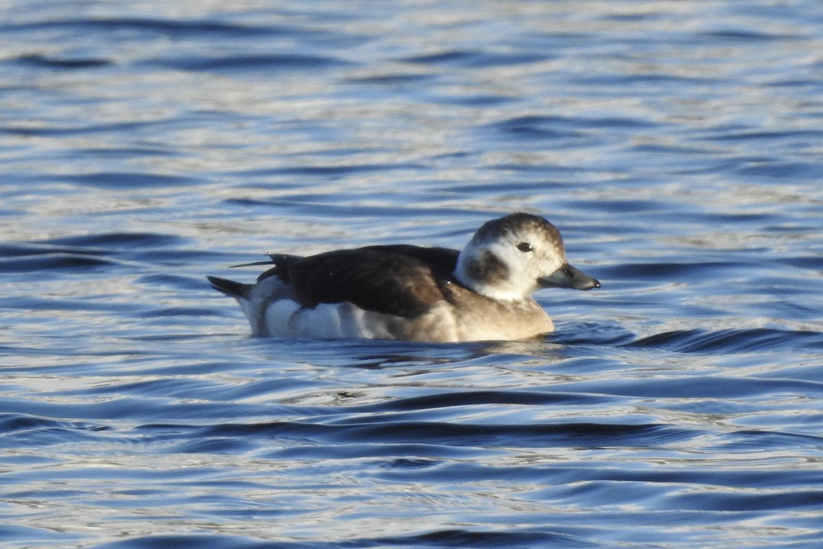 Long-tailed Duck - ML393528151
