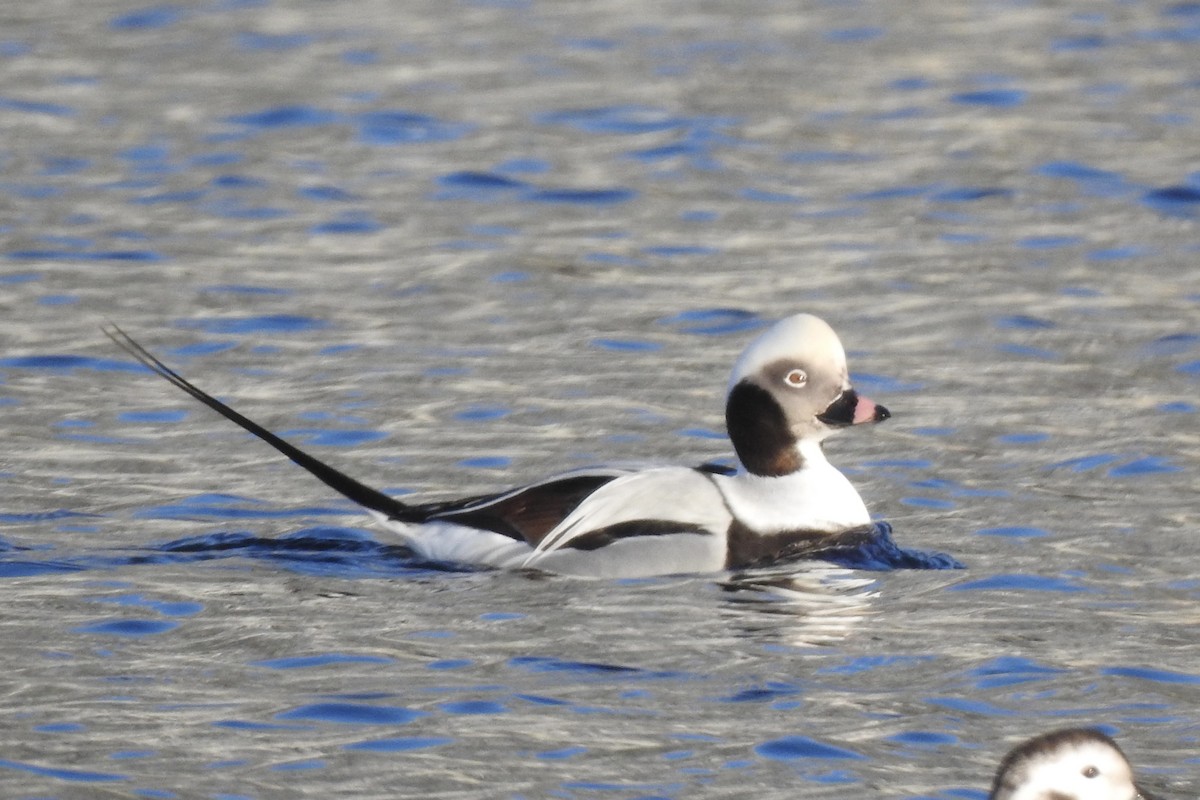 Long-tailed Duck - ML393528231