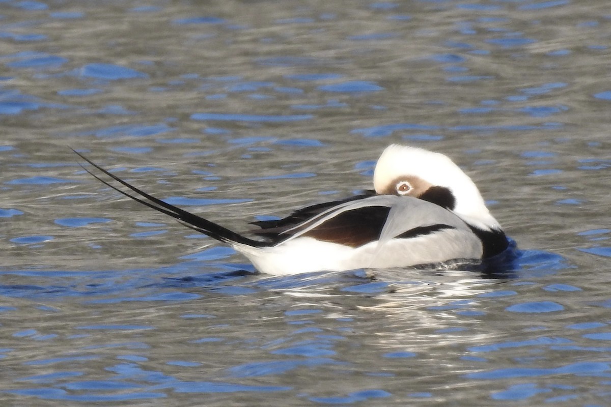 Long-tailed Duck - ML393528241