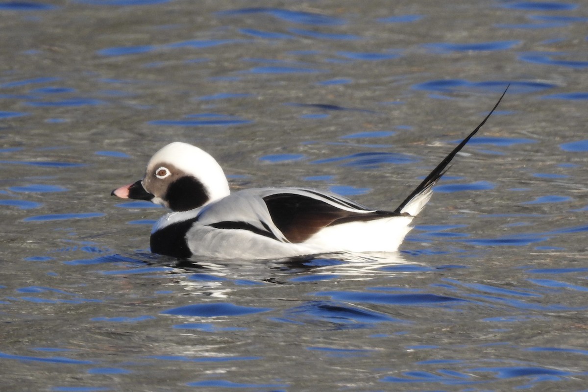 Long-tailed Duck - ML393528301