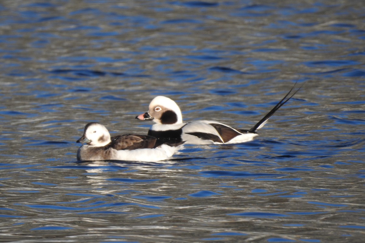 Long-tailed Duck - ML393528311