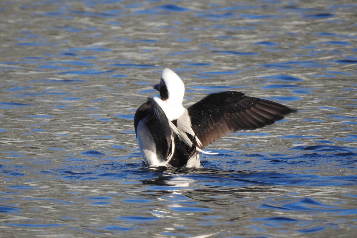 Long-tailed Duck - ML393528321
