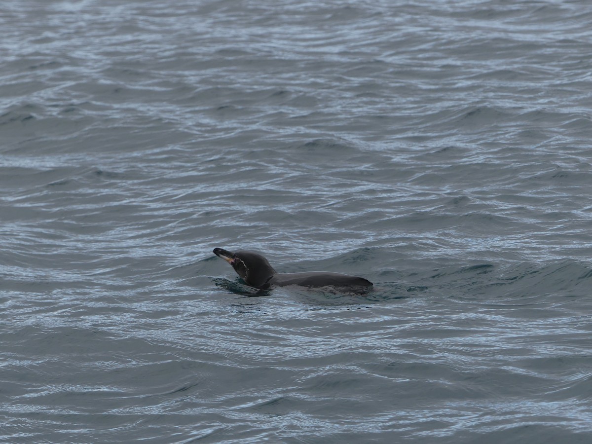 Galapagos Penguin - ML393529031